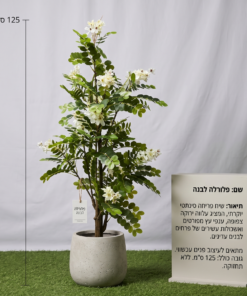 שיח פלורלה סינטתי